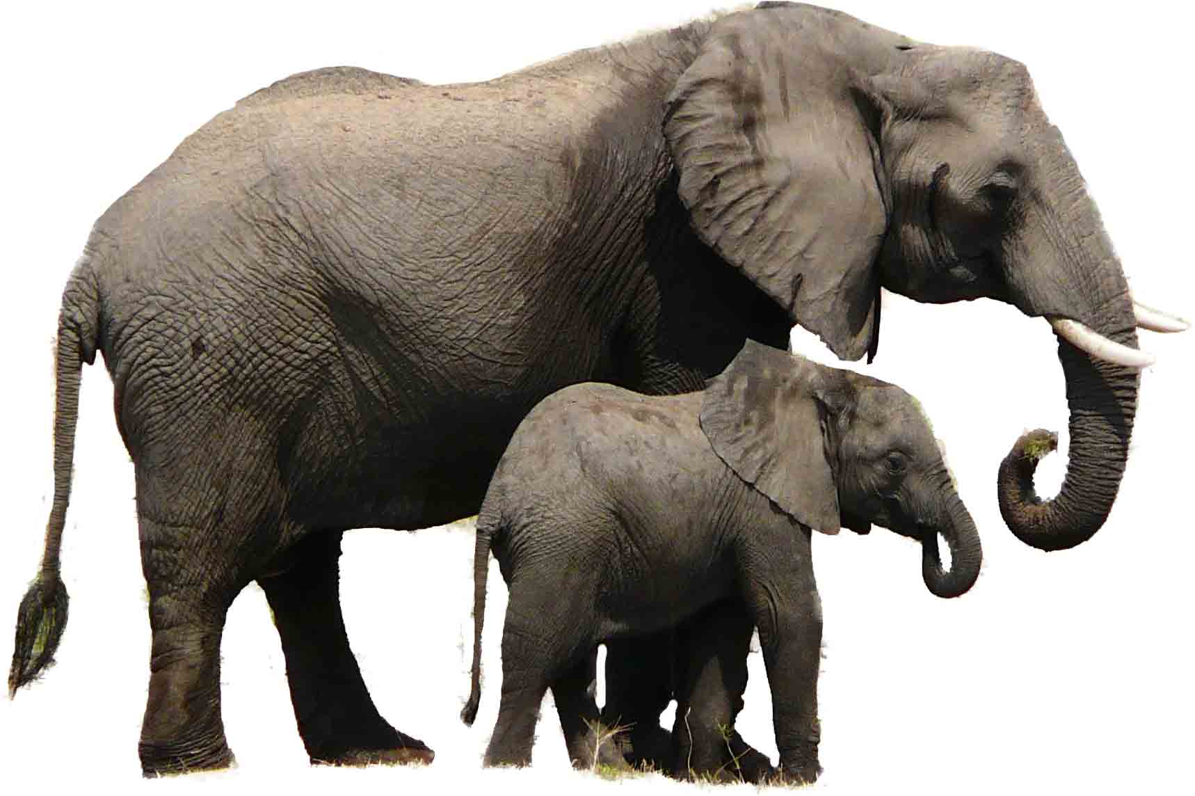 Elephant - Tanzanian Pioneers